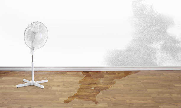 Best Professional water damage repair  in Acton, CA